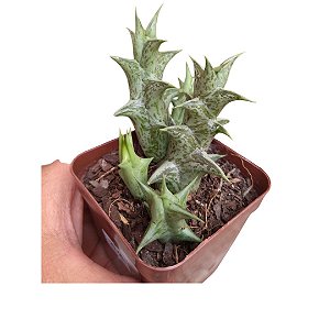 ORBEA SCHWEINFURTHII pote 10