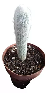 Cacto Barba de Veio