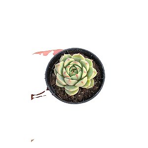 Planta Suculenta Echeveria Ben Badis pote 6(pequena)