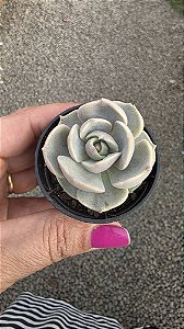 Suculenta Echeveria Lotus 6 cm