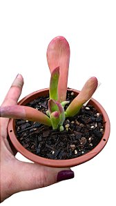 Suculenta Echeveria Oricula "Coleções"