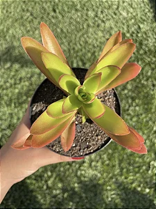Suculenta Crassula Capitela Campfire