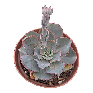 Suculenta Echeveria Camisole