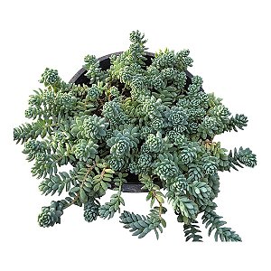 Suculenta Sedum Minor