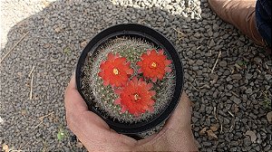 Cacto Brasilicactus Haselbergii Pote 9cm Vermelho