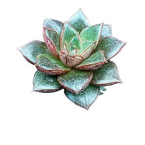 Suculenta Echeveria Dionysius Pote 6