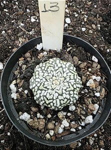Astrophytum Superkabuto V Type Pote 7 (pequeno)