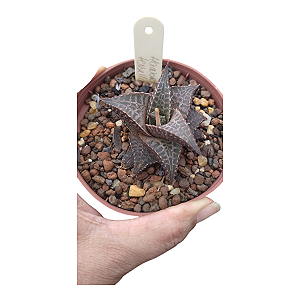 Suculenta Haworthia Tessellatta pote 9 cm