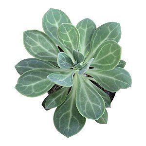 Planta Suculenta Senecio Obovatus pt 11cm