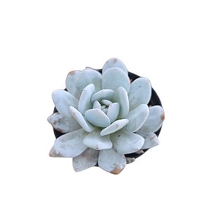 Suculenta Echeveria Lauii