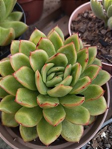 Planta Suculenta Echeveria Nanacan