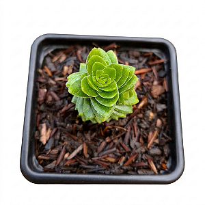 Planta Suculenta Crassula Estagnol (pote 6)