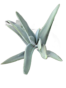 Suculenta Crassula Falcata (folha fina)