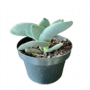 Suculenta Crassula Falcata (folha grossa)