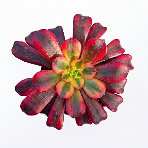 Suculenta Aeonium Medusa pote 11