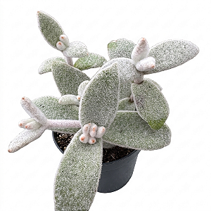 Suculenta Kalanchoe Eryophylla (pt 9 cm)