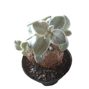 Rainha do Abismo –Sinningia Leucotricha – Planta Caudiciforme