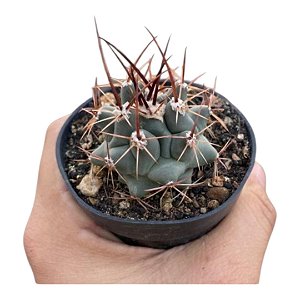 Cacto THELOCACTUS AZUL PT 09