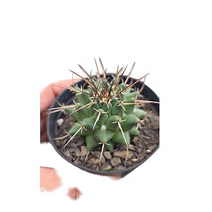 Cacto Thelocactus Flavus pote 9 cm