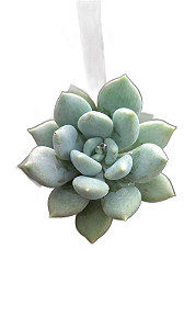 Suculenta Pachyveria Draco pote 11
