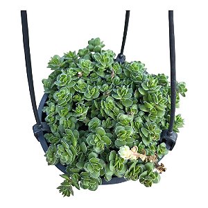 Suculenta Crassula Lanuginosa var. Pachystemon 'David'