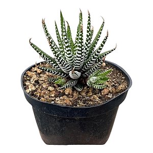 SUCULENTA HAWORTHIA ATTENUATA "SUPER WHITE" PT 9
