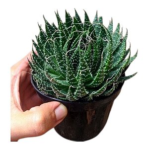 Planta Suculenta Aloe Aristata