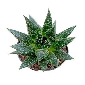 Gastera Aloe Royal Princess
