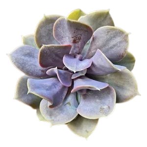 Planta Suculenta Echeveria Trompette ou Red 'Valkyrie'