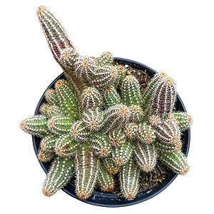 Echinopsis chamaecereus (cacto amendoim - vaso11)