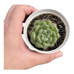 Planta Suculenta Echeveria Carol