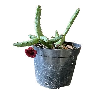 Suculenta Huernia Pendurata