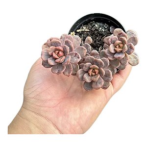 Planta Suculenta Sedum Adria Bubaloo (peq)