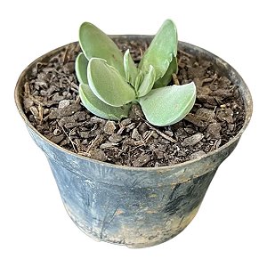 Planta Suculenta Crassula Dubia