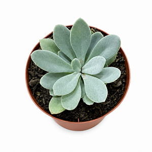 Planta Suculenta Senecio Galpinii