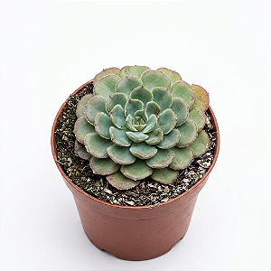 Suculenta Echeveria Paula