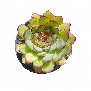Planta Suculenta Echeveria Flamengo