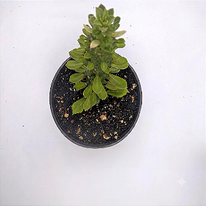 Planta Suculenta Monadenium Guentherii
