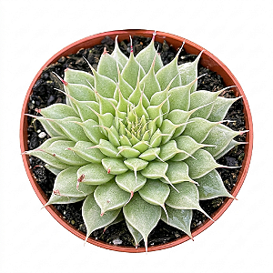 Planta Suculenta Echeveria Silver Star