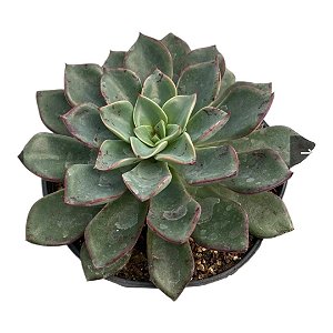 Planta Suculenta Echeveria Riga