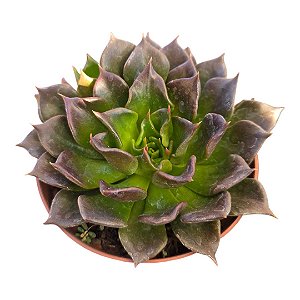 Suculenta Echeveria Black Prince Crispate