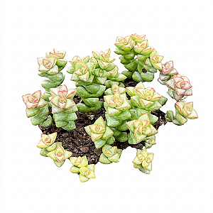 Planta Suculenta Crassula Thom Thumb pote 9