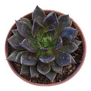 Suculenta Echeveria Black Prince