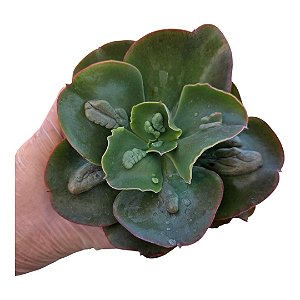 Planta Suculenta Gibiflora Papageno