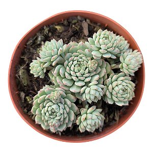 Planta Suculenta Echeveria Pink Berry - colonia