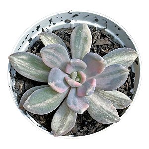 Suculenta Echeveria Lavender pt 7