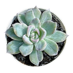 Suculenta Echeveria Albicans Variegata pt 9 cm