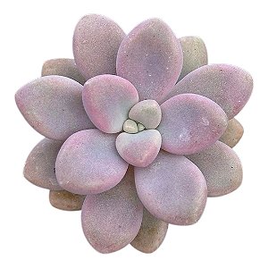 Suculenta Graptopetalum Ellen pt 9cm