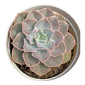Echeveria Domingo  pt 9