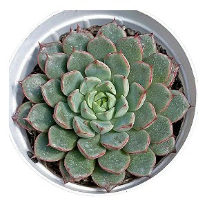 Echeveria Swallow pt 9 cm